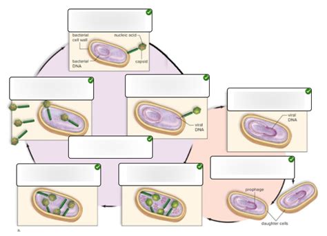 Label Virus Life Cycles Diagram Quizlet