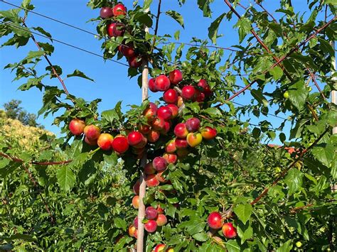 Cherry Plum Interspecific Hybrid Brave Heart®