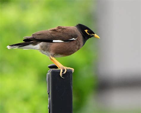 Common Mynah Bird Spots