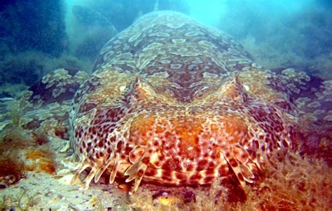 Wobbegong Shark – "OCEAN TREASURES" Memorial Library