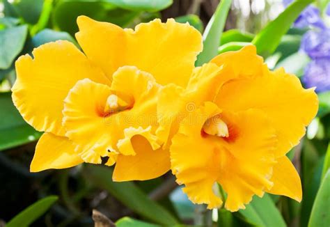 Yellow orchid stock image. Image of close, decoration - 22823083