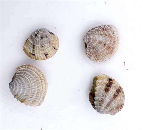 Live Cross Barred Venus Clam