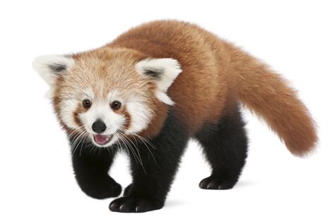 Red Panda Red Panda Panda Panda Bear