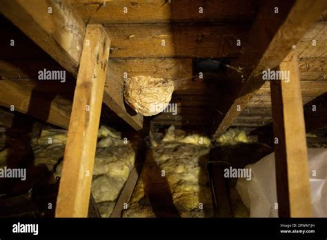 Large Wasp Nest In Attic Stock Photo Alamy