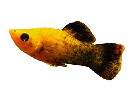 Red Molly Fish Breeding