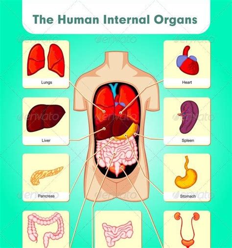 Lower Back Internal Organs Human Body Organs Diagram From The Back Images And Photos Finder