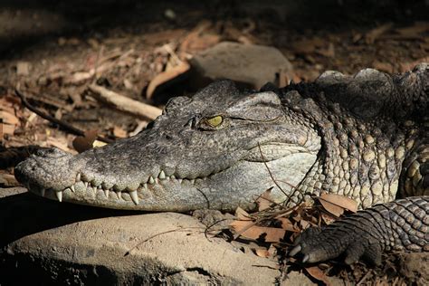 Black Alligator on Water · Free Stock Photo