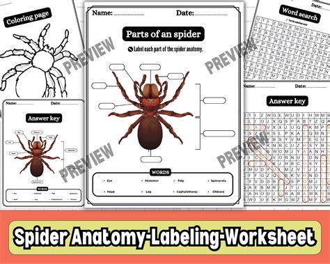 parts   spider anatomy