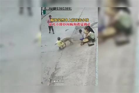 疯狗突然扑上前共计小孩，家犬立即扑向疯狗勇猛救下小主人 疯狗 家犬 小孩