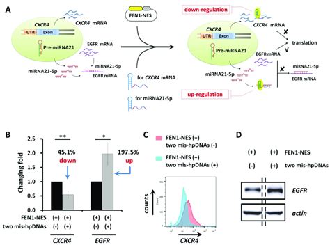 Orthogonal Gene Downup Regulation Simultaneously A Schematic