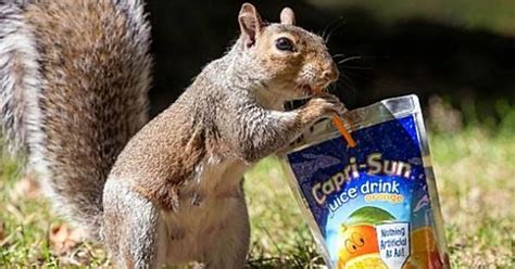 Just A Squirrel Drinking Capri Sun Meme On Imgur