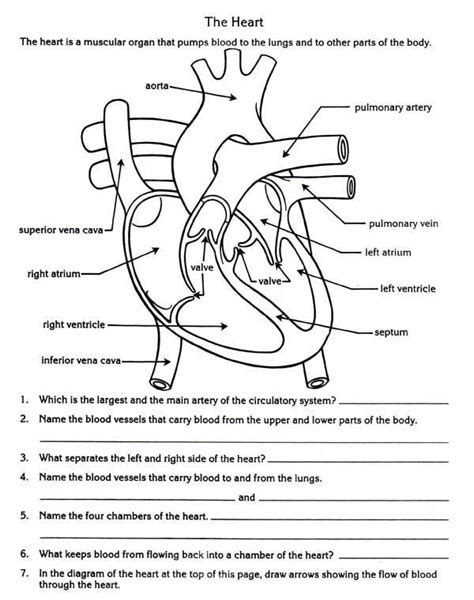 Circulatory System Free Worksheets