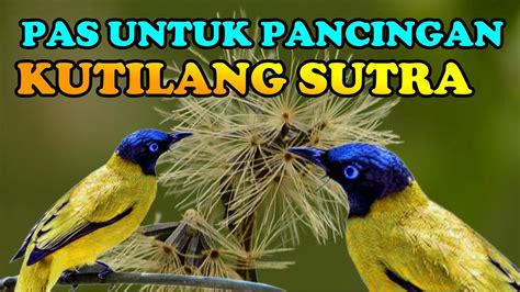 Suara Burung Kutilang Sutra Gacor Ngerol Untuk Pancingan Youtube