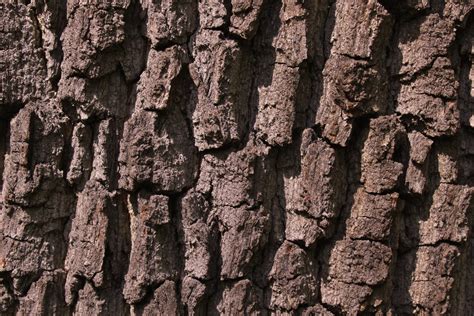 Fotos Gratis Naturaleza Bosque Rama Madera Textura Hoja Flor