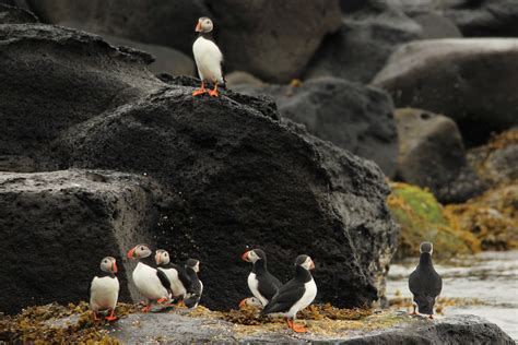 Reykjavik Premium Puffin Tour | Guide to Iceland