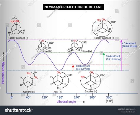 Newman Projection Butane Structure Stock Vector Royalty Free 2132453165 Shutterstock