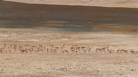 中国は生物多様性の保護戦略と行動計画を遂行中＝生態環境部 ライブドアニュース