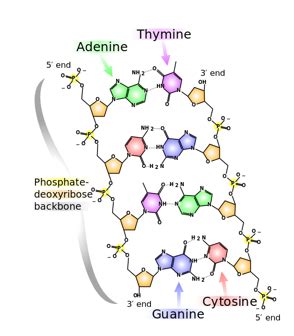 Estructura química del ADN Las cuatro bases nitrogenadas se muestran