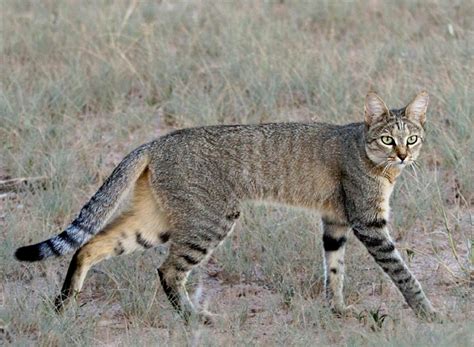 african wildcat