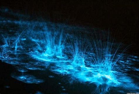 Sweet Dreams Are Made of These...: Bioluminescent Bay - Fajardo, Puerto ...