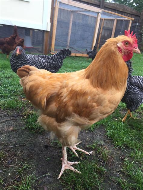 Is this a Rooster or Hen Buff Orpington??? | BackYard Chickens - Learn ...