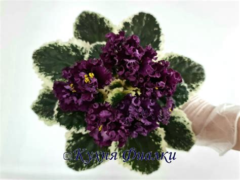Фиалки Морев, НК, НД, ВаТ, ПТ, ЕК