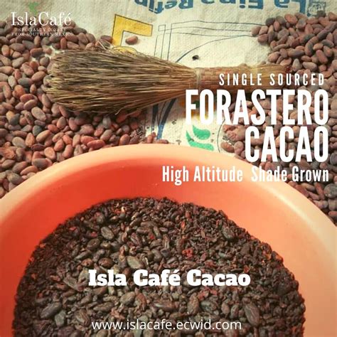 Raw Cacao Beans Fermented And Sundried Forastero Oaxacamexico Shade