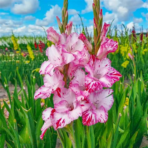 My Love Gladiolus Brecks Premium Bulbs