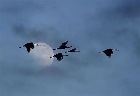 Framed Print Of USA New Mexico Bosque Del Apache National Wildlife