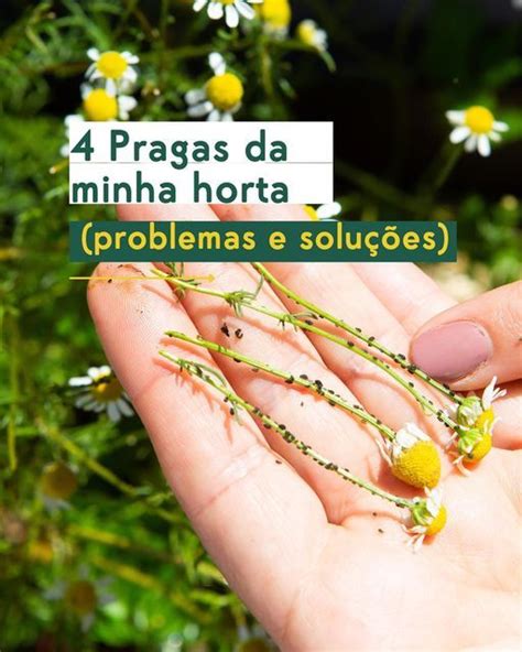 Susana Caseiro Hortas On Instagram Pragas Na Horta Identificar E