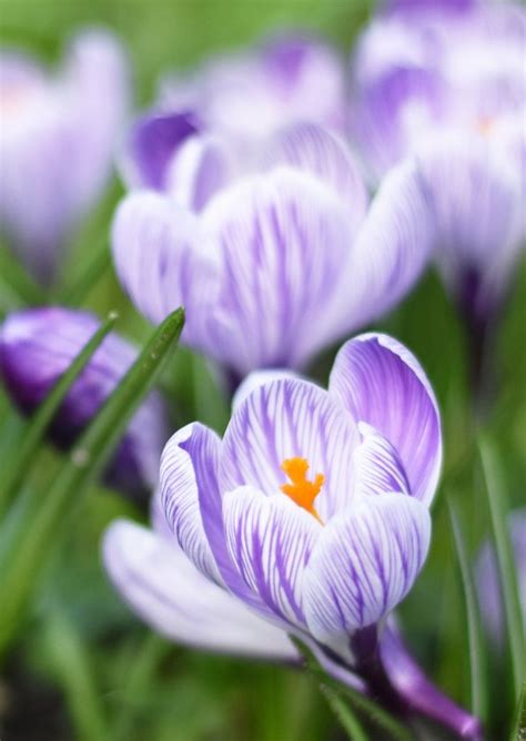 Vrolijke Lente Bloemenkaart Met Foto Van Paarse Kaartje Go