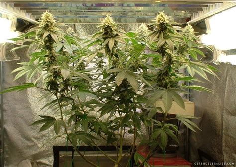 How to Defoliate Cannabis Plants for Bigger Yields: Complete Guide ...