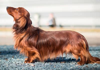 Test de personnalité Quelle race de chien est faite pour toi