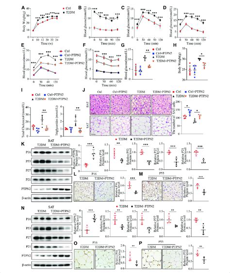 Overexpression Of Ptpn Alleviates Senescence In Adipose Tissue In T Dm