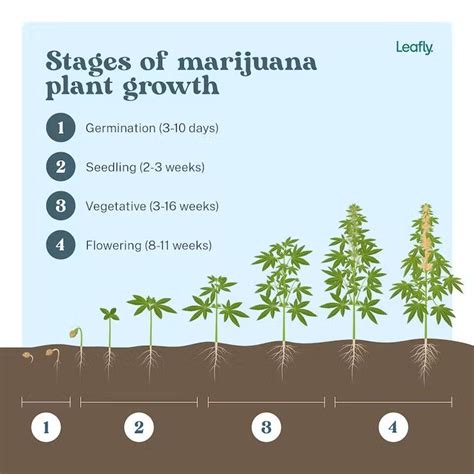 4 Fases De Crecimiento De La Planta De Cannabis Cbdsvetcz