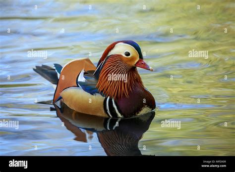 Duck species hi-res stock photography and images - Alamy