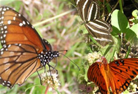 Key West Butterfly & Nature Conservatory | Key West Travel Guide - Visitor Information for Key ...