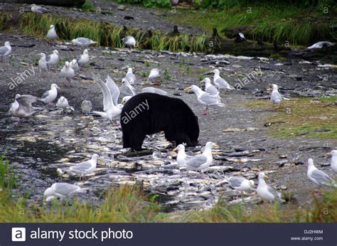 bear eating salmon Stock Photo - Alamy