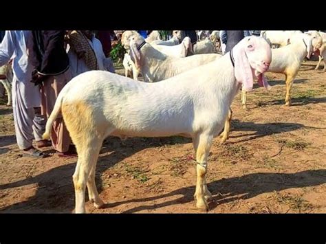 Bakra Mandi Dera Ghazi Khan Amazing New Video Of 2023 At Shahzaib Goat