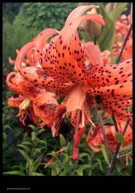 Ablaze With Color Orange Tiger Lilies Plant And Seed Guide