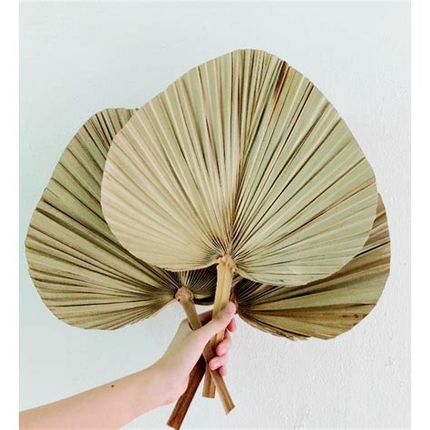 Daun kipas kering Natural Palm Leaf 天然棕榈叶 Dry Flower Arrangement Hand