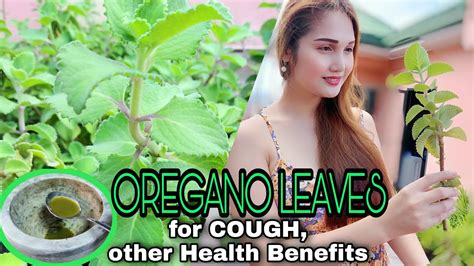 Oregano Leaves Remedy For Cough And Cold Oregano Health Benefits Youtube