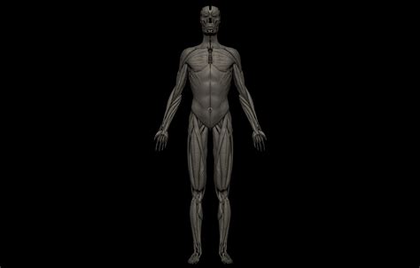 3d Hd Female Complete Human 3d Anatomy Model Turbosquid 1729023