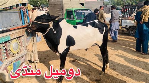 Domail Mandi Today Fateh Jang Latest Update Rates Ll Dhani Bulls Ll