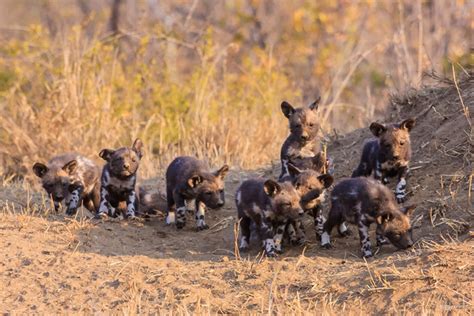 12 adorable wild dog puppies! - Africa Geographic