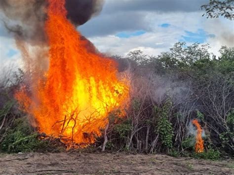 Quase Mil P S De Maconha S O Destru Dos No Sert O De Pernambuco