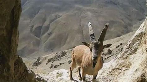 Van da nesli tehlikede olan yaban keçileri fotokapana takıldı