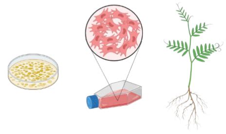 Structure of the Virion: Culturing, Detecting, and Counting Viruses ...