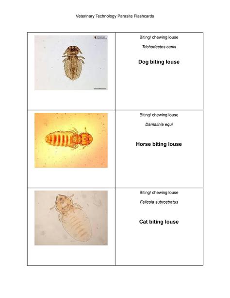 Solution Veterinary Technology Parasite Flashcards Studypool