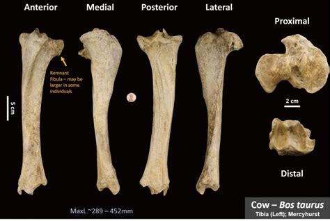 Cow Tibia Osteoid Bone Identification